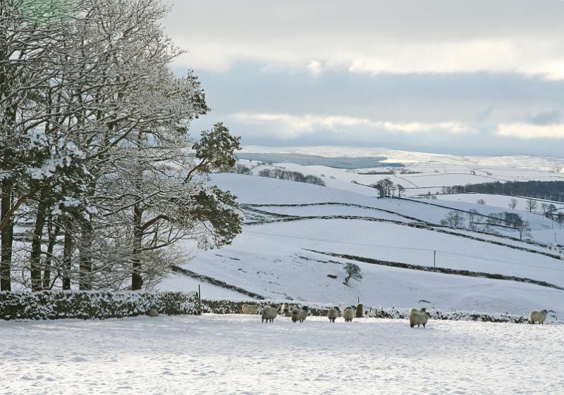 Snowy view 1.jpg - "Snowy View"   - by Nita Dewar. View from the Woodland Trust - New Pasture Wood - Easter 2008